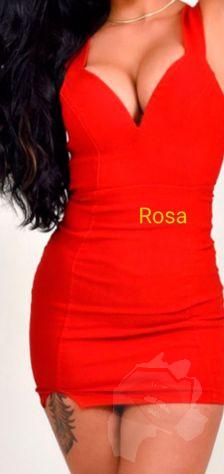 Rosa 4