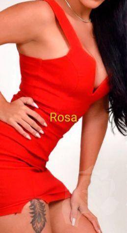 Rosa 3